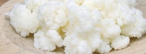kefir grains kefir grains