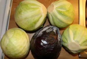 Cabbage heads Cabbage heads for sauerkraut